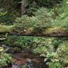 09 b Schluchensteig Etappe 4 - 6